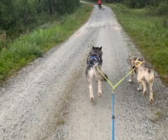 Lasse og Storm i godt driv innover Åsenveien
