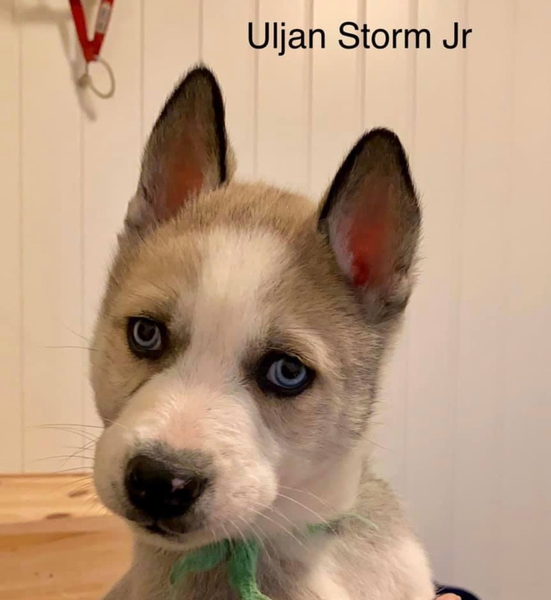 Uljan Storm Jr